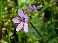 Common Storksbill